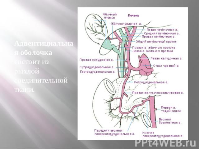 Адвентициальная оболочка состоит из рыхлой соединительной ткани. Адвентициальная оболочка состоит из рыхлой соединительной ткани.