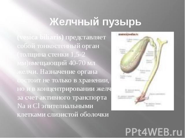 Желчный пузырь (vesica biliaris) представляет собой тонкостенный орган (толщина стенки 1,5-2 мм)вмещающий 40-70 мл желчи. Назначение органа состоит не только в хранении, но и в концентрировании желчи за счет активного транспорта Na и Cl эпителиальны…