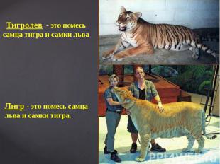 Лигр - это помесь самца льва и самки тигра.