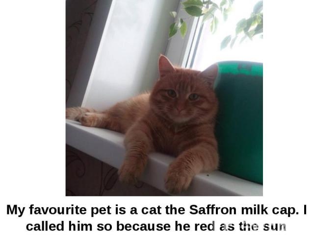 My favourite pet is a cat the Saffron milk cap. I called him so because he red as the sun