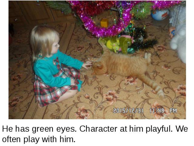 He has green eyes. Character at him playful. We often play with him. He has green eyes. Character at him playful. We often play with him.