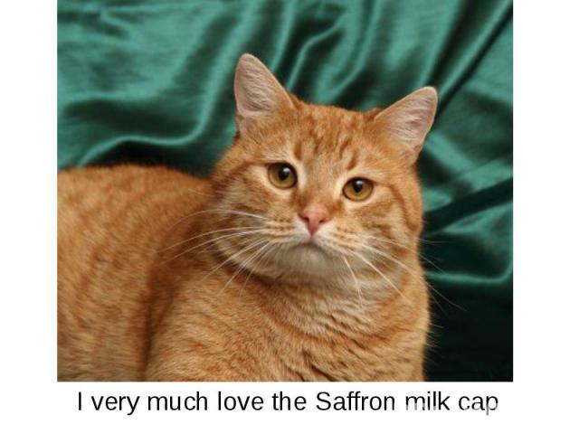 I very much love the Saffron milk cap I very much love the Saffron milk cap