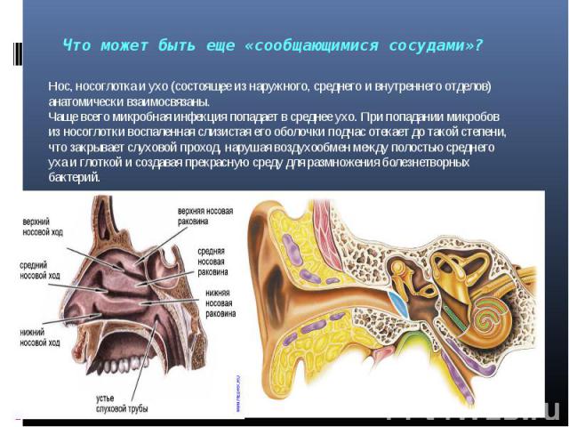 Нос, носоглотка и ухо (состоящее из наружного, среднего и внутреннего отделов) анатомически взаимосвязаны.Чаще всего микробная инфекция попадает в среднее ухо. При попадании микробов из носоглотки воспаленная слизистая его оболочки подчас отекает до…