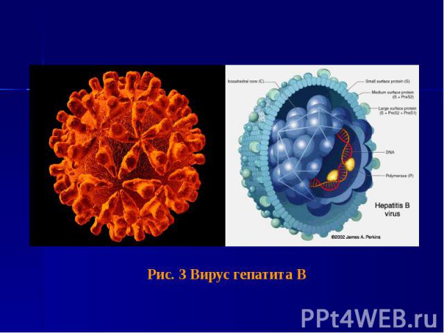 Рис. 3 Вирус гепатита В