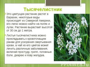 Тысячелистник Это цветущее растение растет в Евразии, некоторые виды происходят