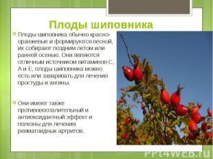 Плоды шиповника Плоды шиповника обычно красно-оранжевые и формируются весной, их