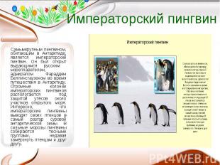 Императорский пингвин Самымкрупным пингвином, обитающим в Антарктиде, является и