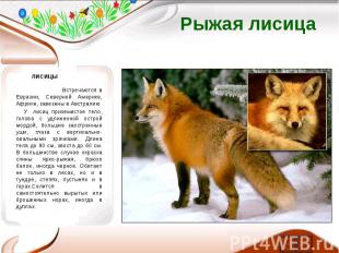 Рыжая лисица ЛИСИЦЫ Встречаются в Евразии, Северной Америке, Африке, завезены в