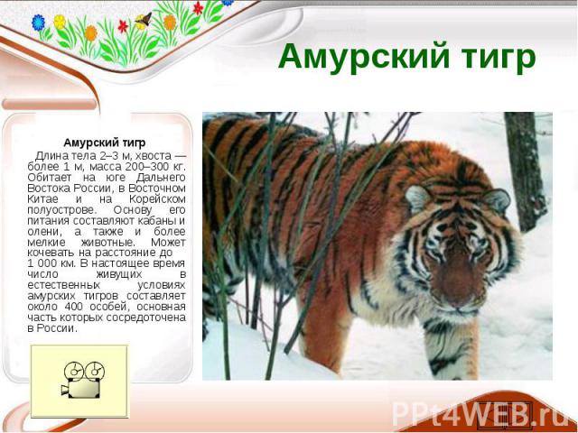 Амурский тигр Амурский тигр Длина тела 2–3 м, хвоста — более 1 м, масса 200–300 кг. Обитает на юге Дальнего Востока России, в Восточном Китае и на Корейском полуострове. Основу его питания составляют кабаны и олени, а также и более мелкие …