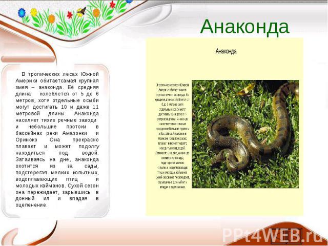 Анаконда В тропических лесах Южной Америки обитаетсамая крупная змея – анаконда. Её средняя длина колеблется от 5 до 6 метров, хотя отдельные осыби могут достигать 10 и даже 11 метровой длины. Анаконда населяет тихие речные заводи и небольшие проток…
