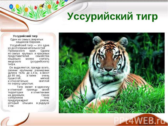 Уссурийский тигр Уссурийский тигр Один из самых свирепых хищников Евразии. Уссурийский тигр — это одна из достопримечательностей Приморского края. Одним из самых крупных и красивых представителей семейства кошачьих можно считать амурс…