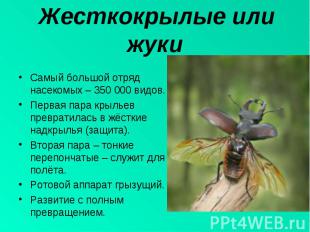 Самый большой отряд насекомых – 350 000 видов.Первая пара крыльев превратилась в