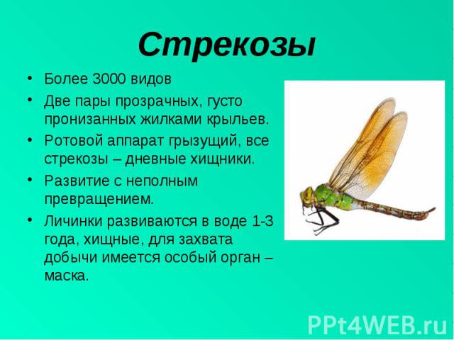 Более 3000 видовБолее 3000 видовДве пары прозрачных, густо пронизанных жилками крыльев.Ротовой аппарат грызущий, все стрекозы – дневные хищники.Развитие с неполным превращением.Личинки развиваются в воде 1-3 года, хищные, для захвата добычи имеется …