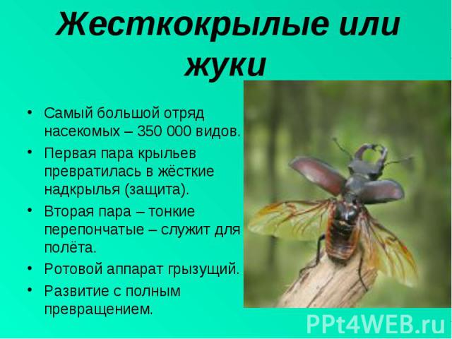 Самый большой отряд насекомых – 350 000 видов.Первая пара крыльев превратилась в жёсткие надкрылья (защита).Вторая пара – тонкие перепончатые – служит для полёта.Ротовой аппарат грызущий.Развитие с полным превращением.