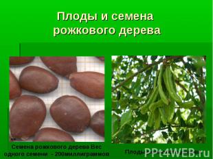 Плоды и семена рожкового дерева Семена рожкового дерева Вес одного семени - 200м