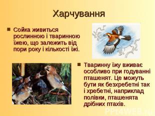 Сойка живиться рослинною і тваринною їжею, що залежить від пори року і кількості