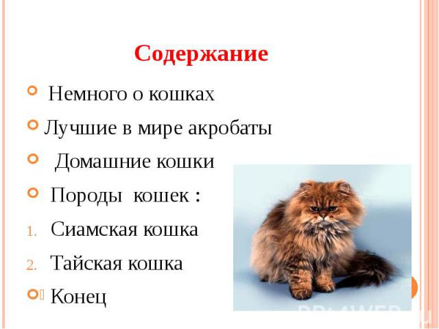 Содержание Немного о кошках Лучшие в мире акробаты Домашние кошки Породы кошек :Сиамская кошка Тайская кошка Конец