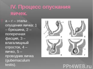 IV. Процесс опускания яичек.а – г – этапы опущения яичка: 1 – брюшина, 2 – попер