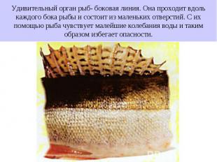 Удивительный орган рыб- боковая линия. Она проходит вдоль каждого бока рыбы и со