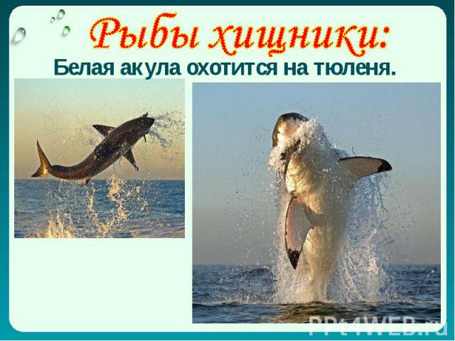 Белая акула охотится на тюленя.