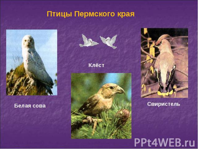 Птицы Пермского края
