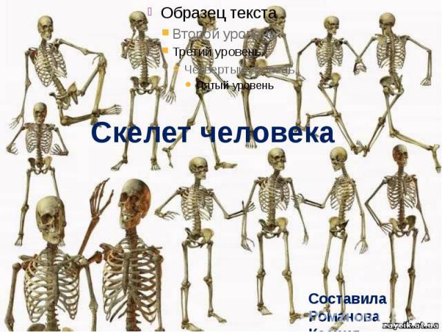 Скелет человека Составила Романова Ксения