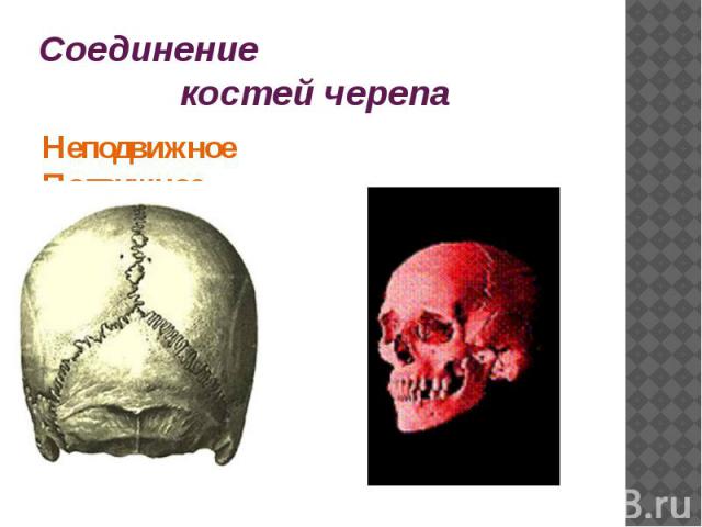 Соединение костей черепаНеподвижное Подвижное