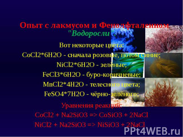 Опыт с лакмусом и Фенолфталеином   "Водоросли". Вот некоторые цвета: CoCl2*6H2O - сначала розовые, потом синие; NiCl2*6H2O - зелёные; FeCl3*6H2O - буро-коричневые; MnCl2*4H2O - телесного цвета; FeSO4*7H2O - чёрно-зелёного; Уравнения р…