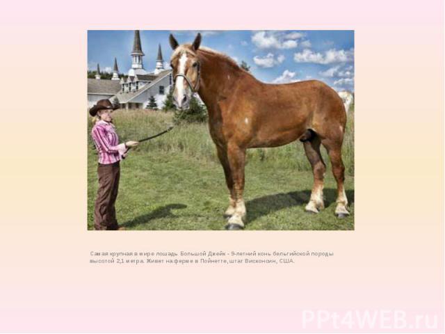 Самая крупная в мире лошадь Большой Джейк - 9-летний конь бельгийской породы высотой 2,1 метра. Живет на ферме в Пойнетте, штат Висконсин, США.