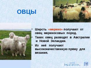 ОВЦЫ Шерсть «мерино» получают от овец мериносовых пород.Таких овец разводят в Ав