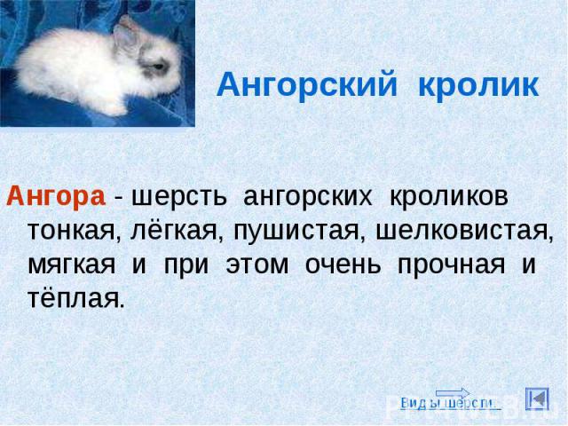 Ангорский кролик Ангора - шерсть ангорских кроликов тонкая, лёгкая, пушистая, шелковистая, мягкая и при этом очень прочная и тёплая.