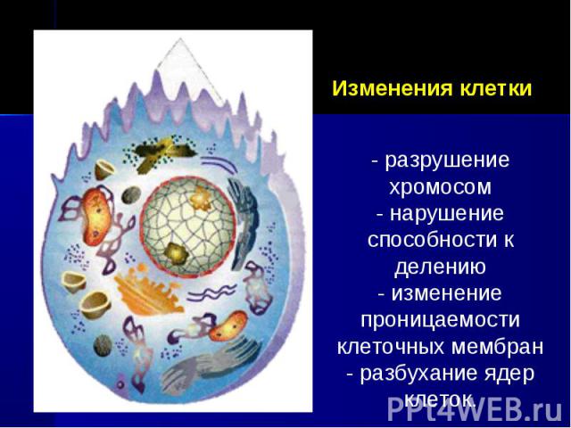 Изменения клетки - разрушение хромосом- нарушение способности к делению- изменение проницаемости клеточных мембран- разбухание ядер клеток.