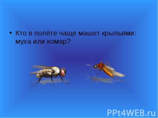 Кто в полёте чаще машет крыльями: муха или комар?