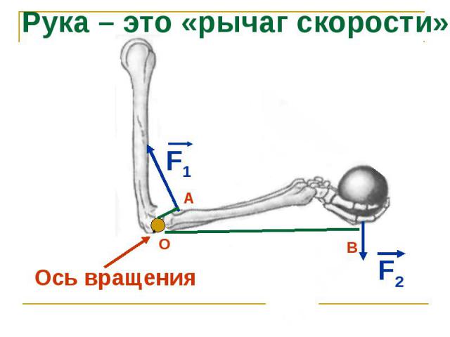 Рука – это «рычаг скорости» Ось вращения