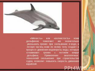«Мягкость» или «волнистость» кожи дельфинов помогают им значительно  уменьшать т