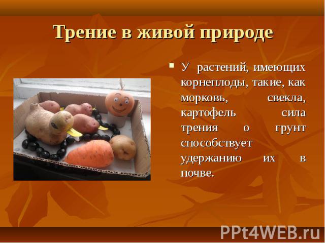 Трение в живой природе У  растений, имеющих корнеплоды, такие, как морковь,  свекла, картофель сила трения о грунт способствует удержанию их  в почве.