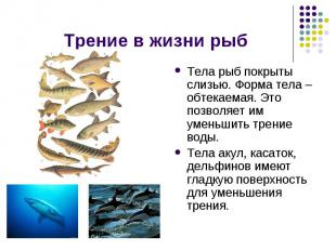 Трение в жизни рыб Тела рыб покрыты слизью. Форма тела – обтекаемая. Это позволя