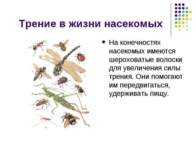 Трение в жизни насекомых На конечностях насекомых имеются шероховатые волоски для увеличения силы трения. Они помогают им передвигаться, удерживать пищу.