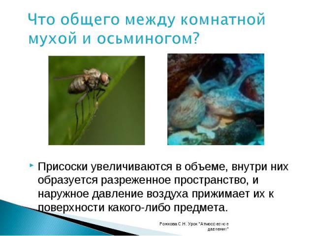 Что общего между комнатной мухой и осьминогом? Присоски увеличиваются в объеме, внутри них образуется разреженное пространство, и наружное давление воздуха прижимает их к поверхности какого-либо предмета.