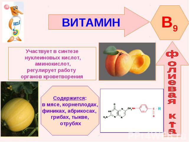 ВИТАМИН Участвует в синтезе нуклеиновых кислот, аминокислот,регулирует работу органов кроветворенияСодержится:в мясе, корнеплодах,финиках, абрикосах, грибах, тыкве, отрубях