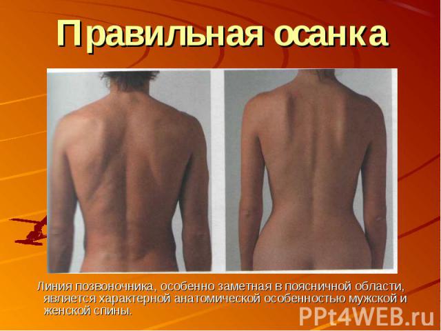 Правильная осанка Линия позвоночника, особенно заметная в поясничной области, является характерной анатомической особенностью мужской и женской спины.