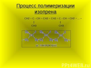 Процесс полимеризации изопрена CH2 = C - CH = CH2 + CH2 = C - CH = CH2 + ...→ |