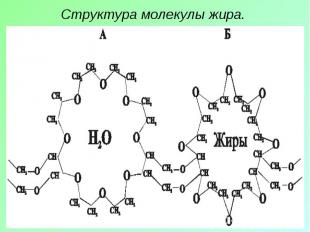 Структура молекулы жира.