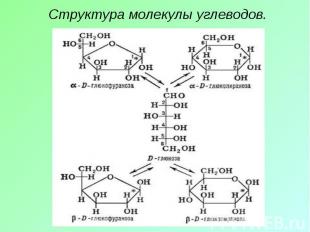 Структура молекулы углеводов.
