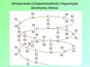Вторичная (спиралевидная) структура молекулы белка.