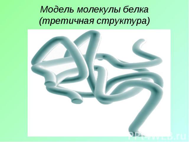Модель молекулы белка(третичная структура)