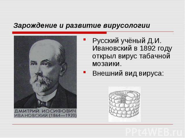 Зарождение и развитие вирусологии Русский учёный Д.И. Ивановский в 1892 году открыл вирус табачной мозаики.Внешний вид вируса: