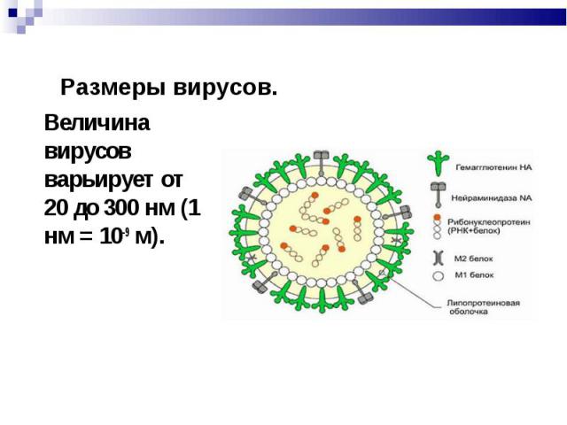 Размеры вирусов. Величина вирусов варьирует от 20 до 300 нм (1 нм = 10-9 м).