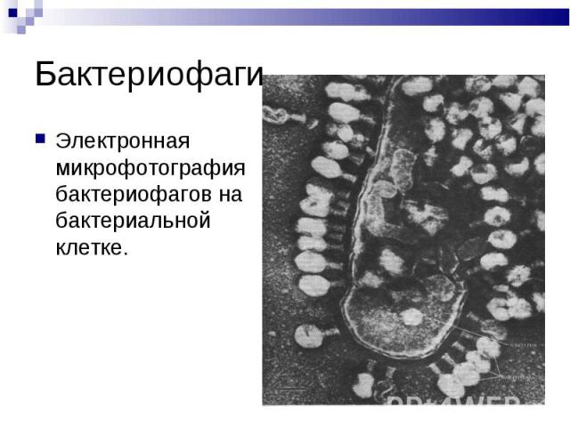 Бактериофаги Электронная микрофотография бактериофагов на бактериальной клетке.