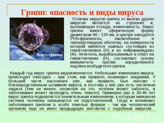 Грипп: опасность и виды вируса Отличие вирусов гриппа от многих других вирусов является их строение и, вытекающая отсюда, изменчивость. Вирус гриппа имеет сферическую форму диаметром 80 - 120 нм, в центре находятся РНК-фрагменты, заключённые в липоп…
